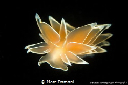 Frosted Nudibranch on black. The peach colour is from the... by Marc Damant 